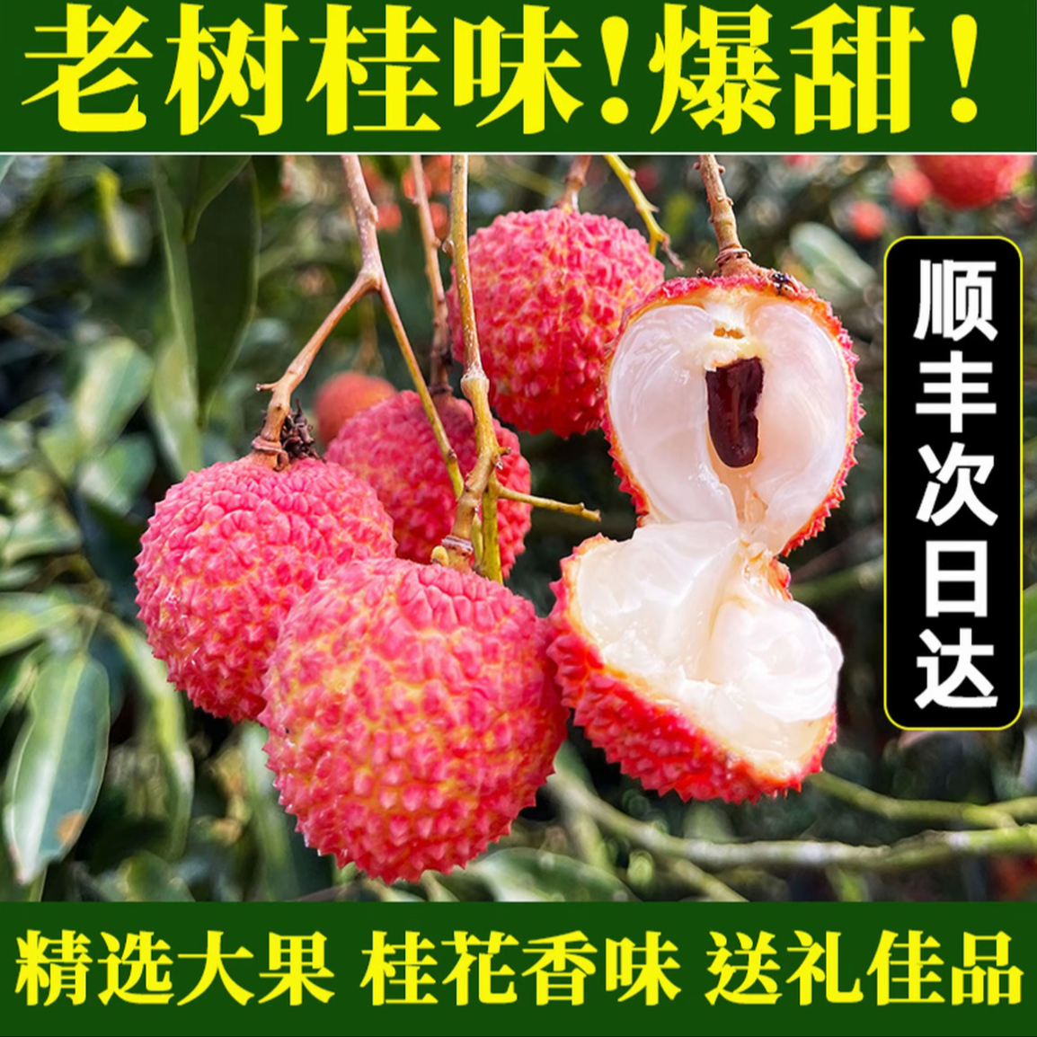 【顺丰次日达】正宗茂名高州桂味荔枝新鲜现摘3/5斤老树荔枝同城送广东省