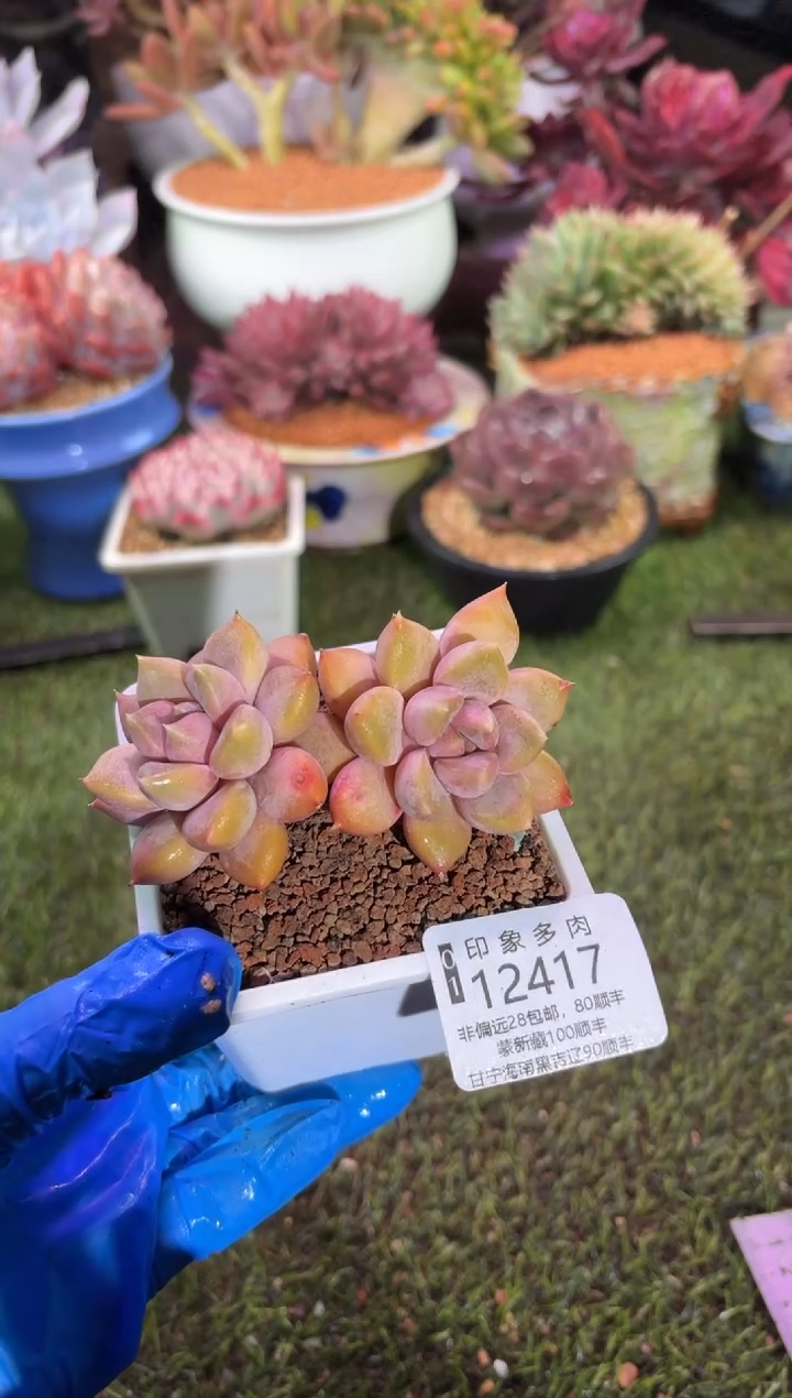 【闪购商品】12417