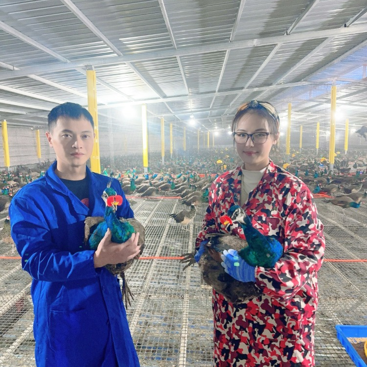 孔雀观赏宠物鸡包邮包活到家