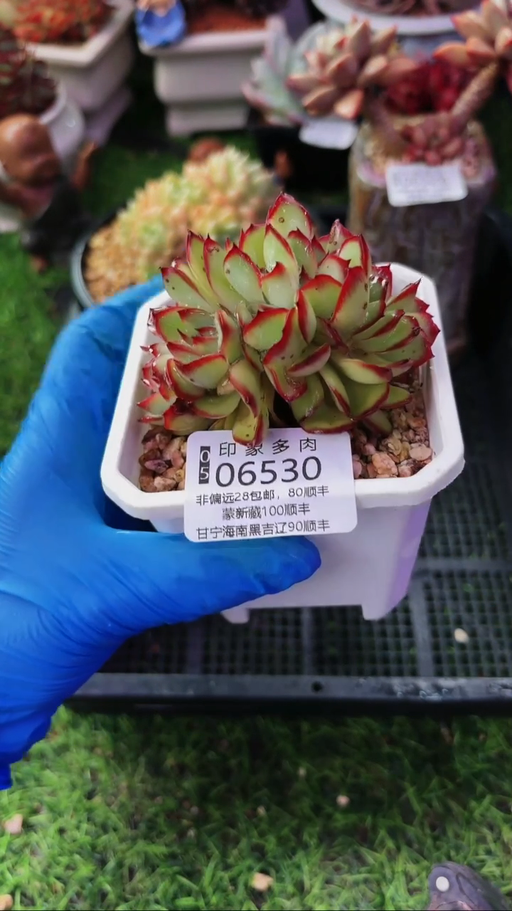 昆明印象多肉06530