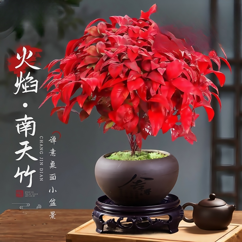 火焰南天竹盆栽树苗矮化小盆景室内禅意耐寒绿植物好养庭院摆放