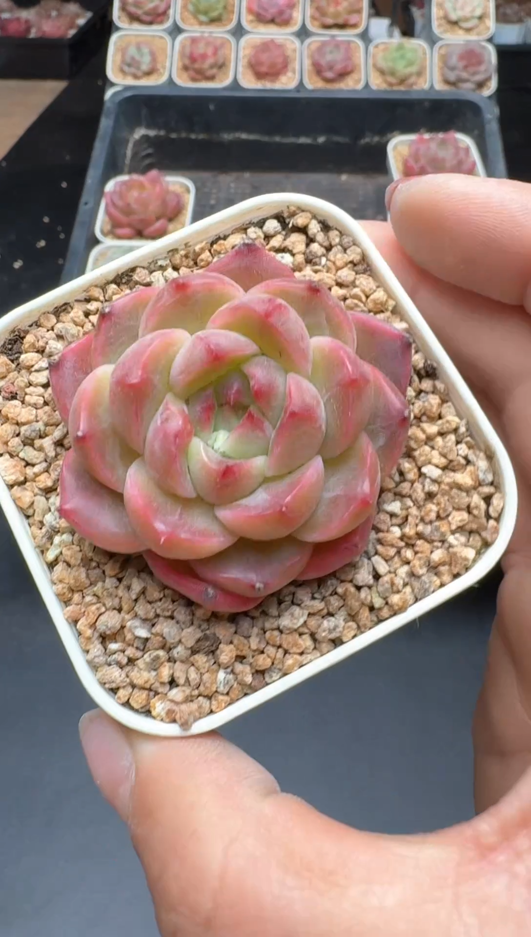 【闪购商品】984A物拍多肉带盆土6.5杯拍3颗包柚