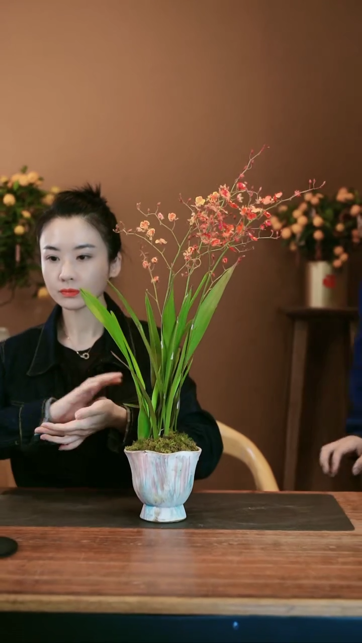 【闪购商品】盆景跳舞兰 粉