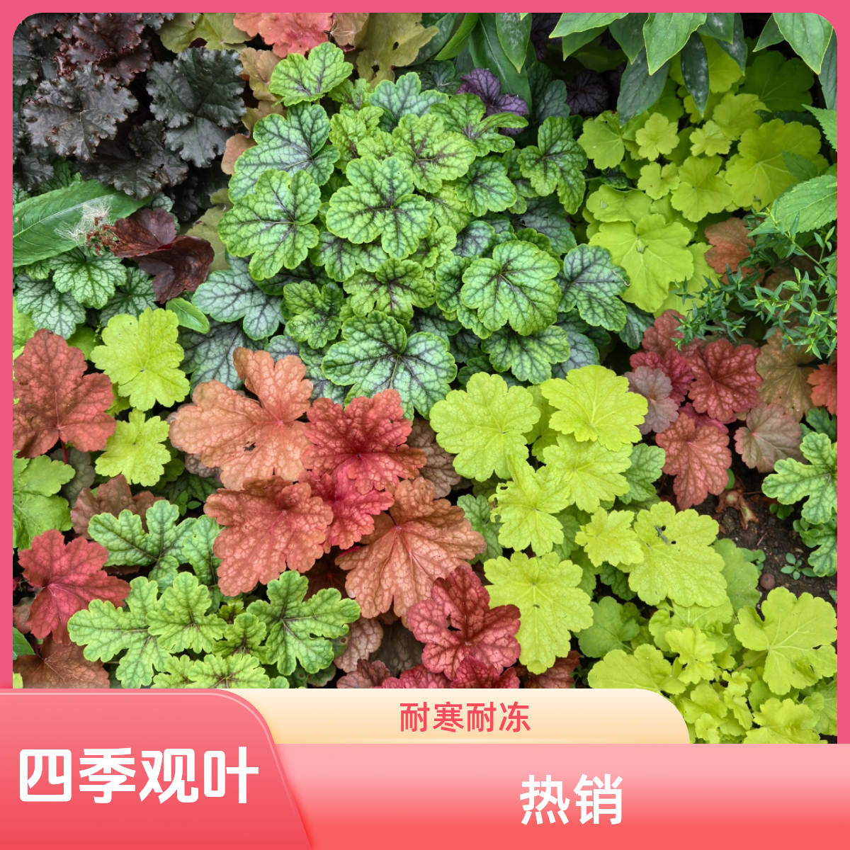 矾根花苗绿植盆栽彩叶矾根室外阳台四季观叶植物户外耐寒耐冻花卉