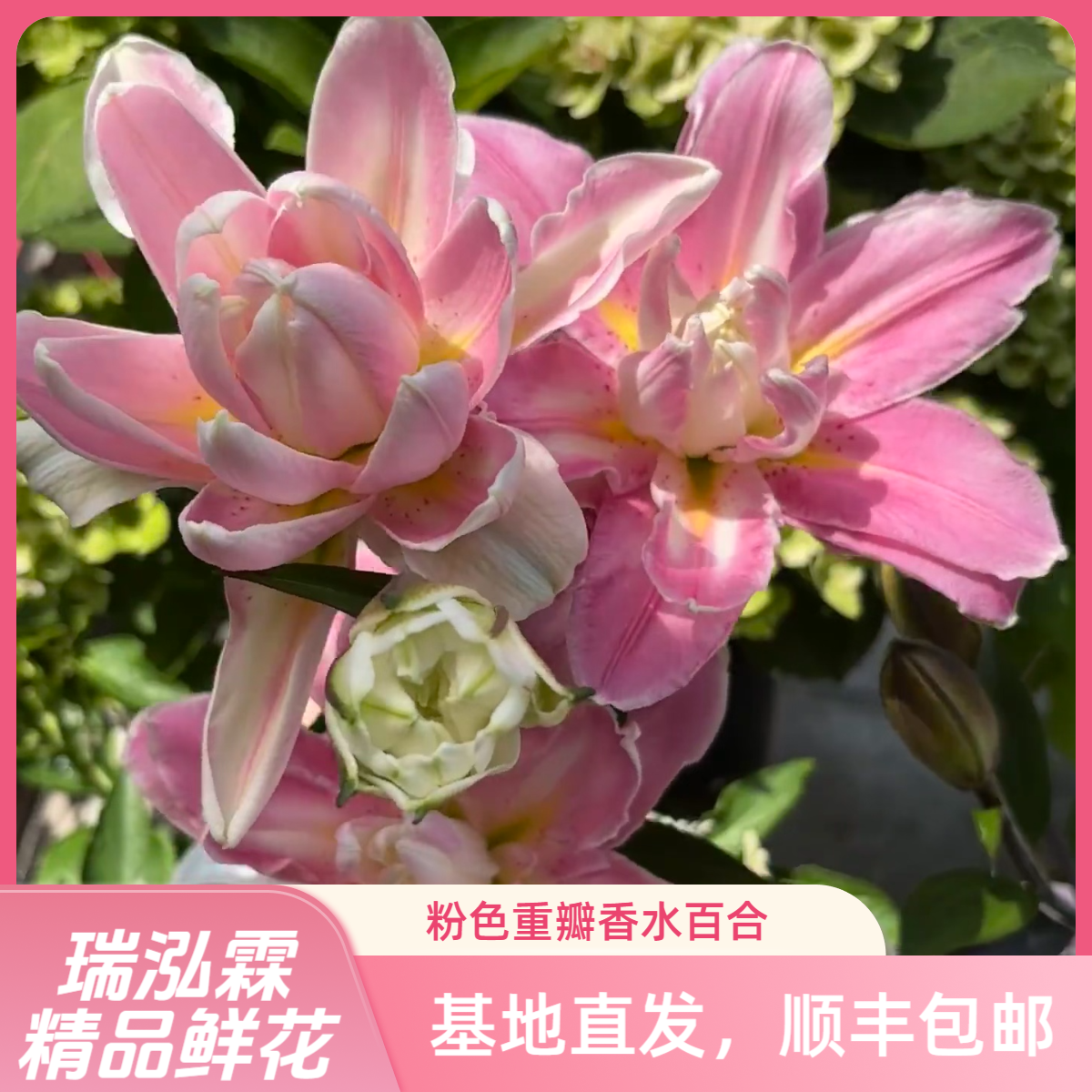 （莲花梦境）香水百合 东北基地直发 居家办公优选鲜切花顺丰包邮