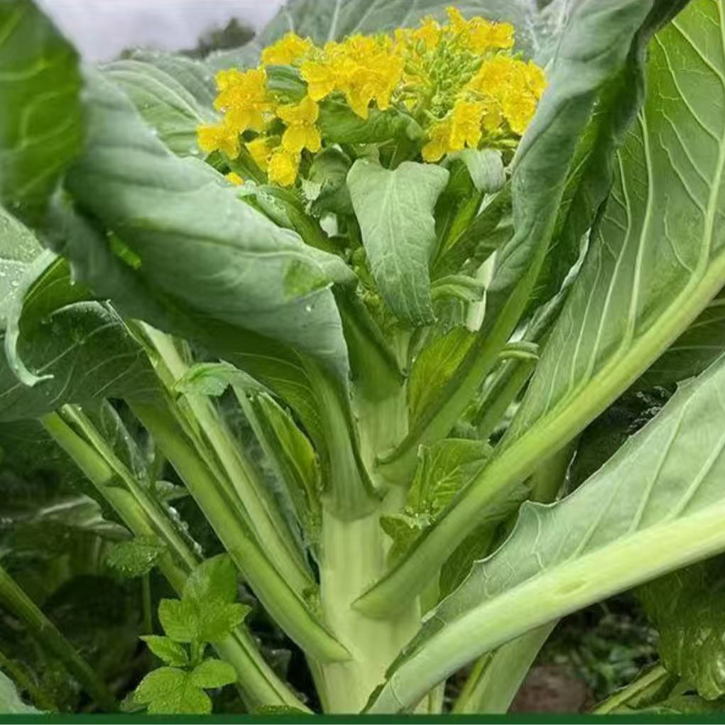 顺丰正宗增城小楼迟菜心菜心