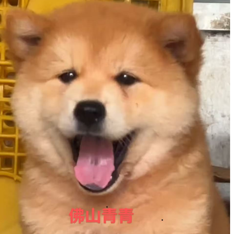 大泽中华田园犬五黑犬黄狗白面