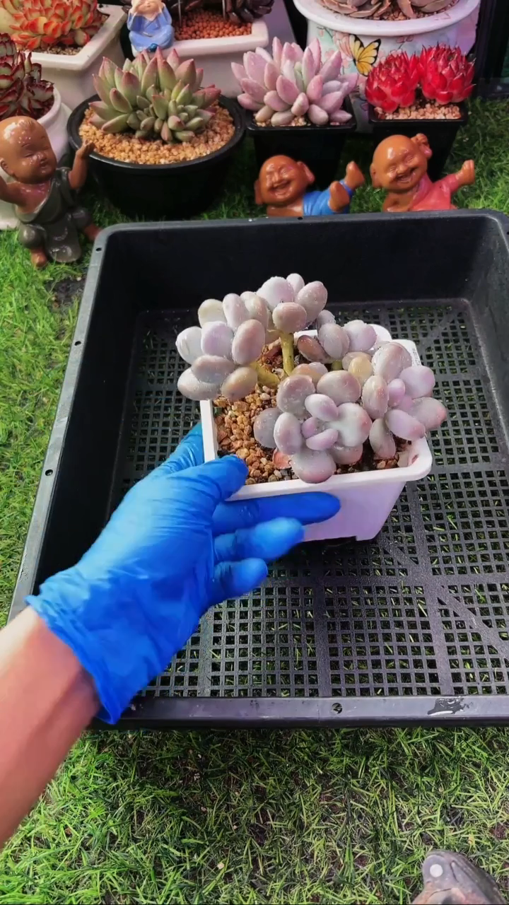 昆明印象多肉06382