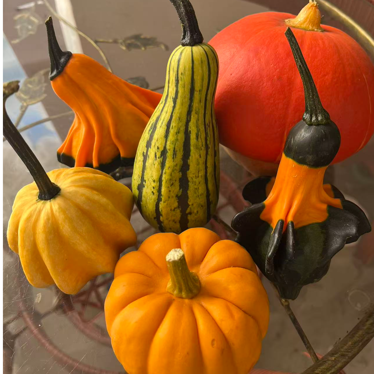 墨西哥葫芦可盘玩观赏适合居家摆放的特色好物