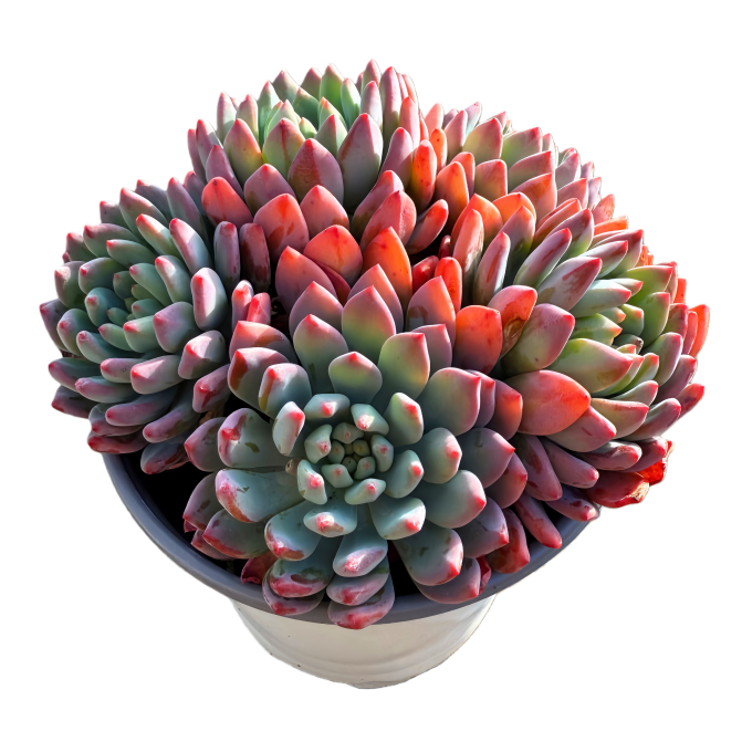 蓝苹果 带盆土发货 喜阳耐旱 多肉盆栽好养新手必入 3单包邮