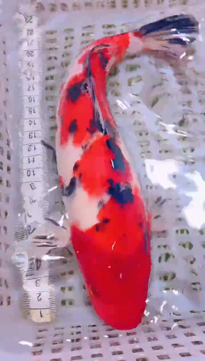 锦鲤冷水观赏鱼全场包邮146