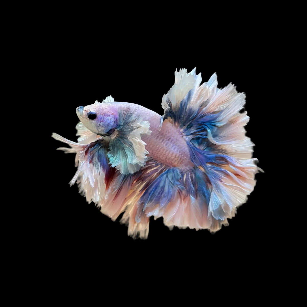 兴泰水族馆直播选号271-340号赛级泰国斗鱼穿婚纱的鱼斗鱼观赏鱼