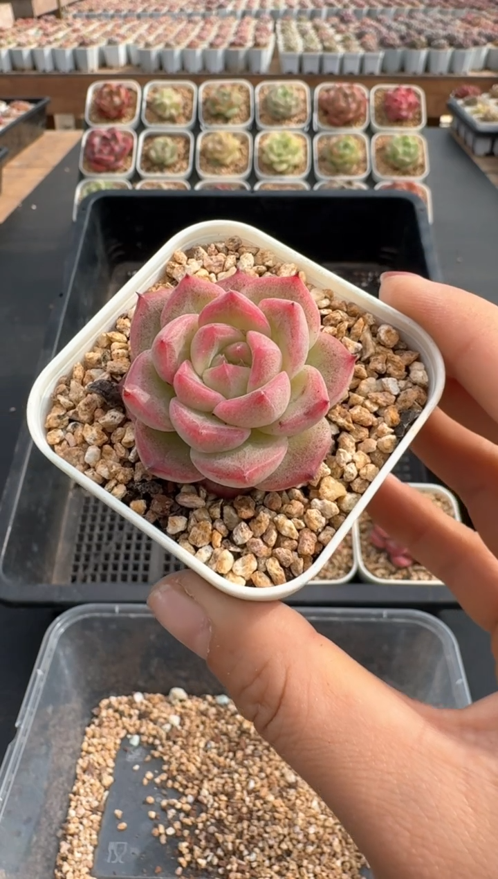 【闪购商品】692C物拍多肉带盆土6.5杯拍3颗包柚