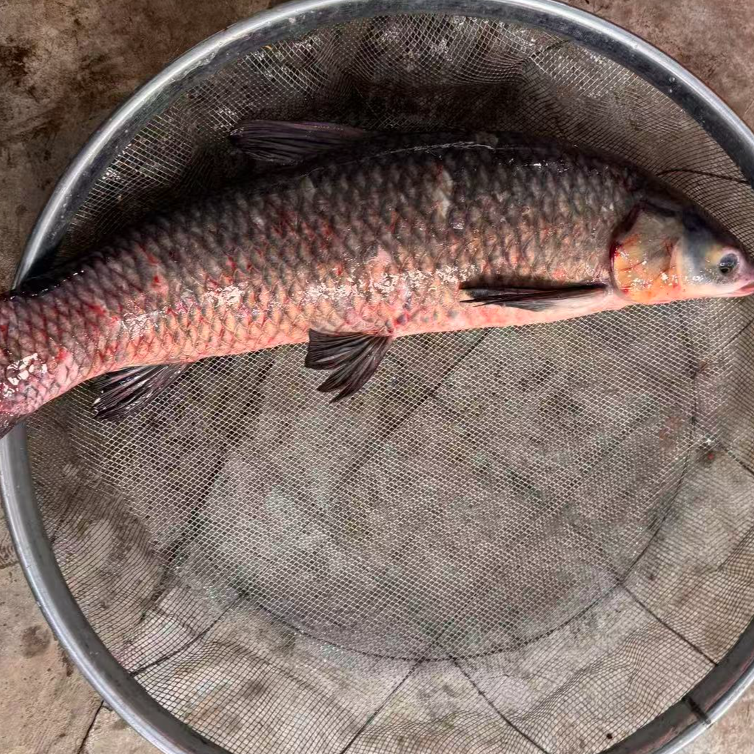 新鲜水库青混 活鱼现杀品质保证鲜活速冻