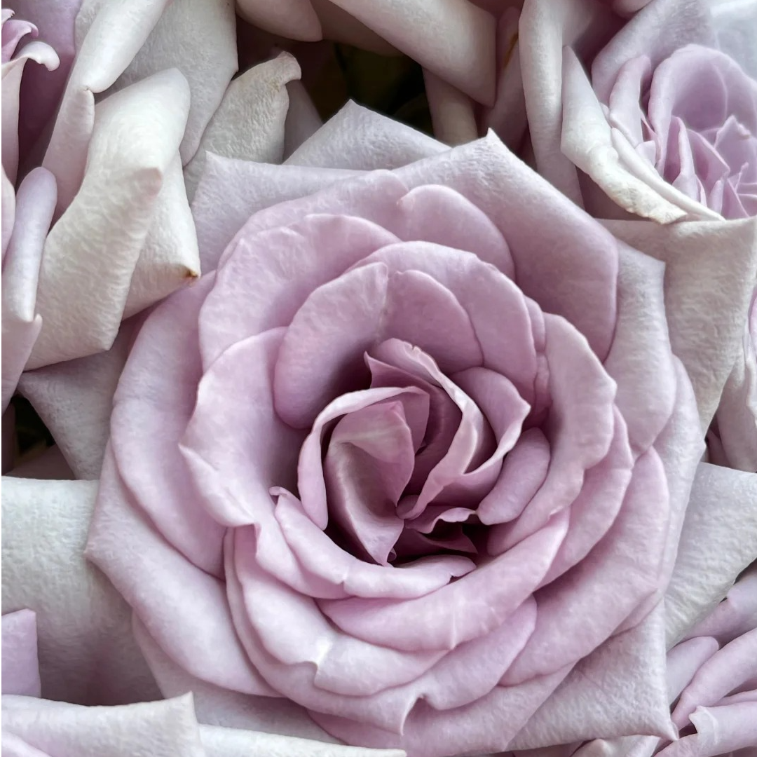 海王，单头玫瑰，1单冷链包邮，2单升级京东或者顺丰，远的发德邦