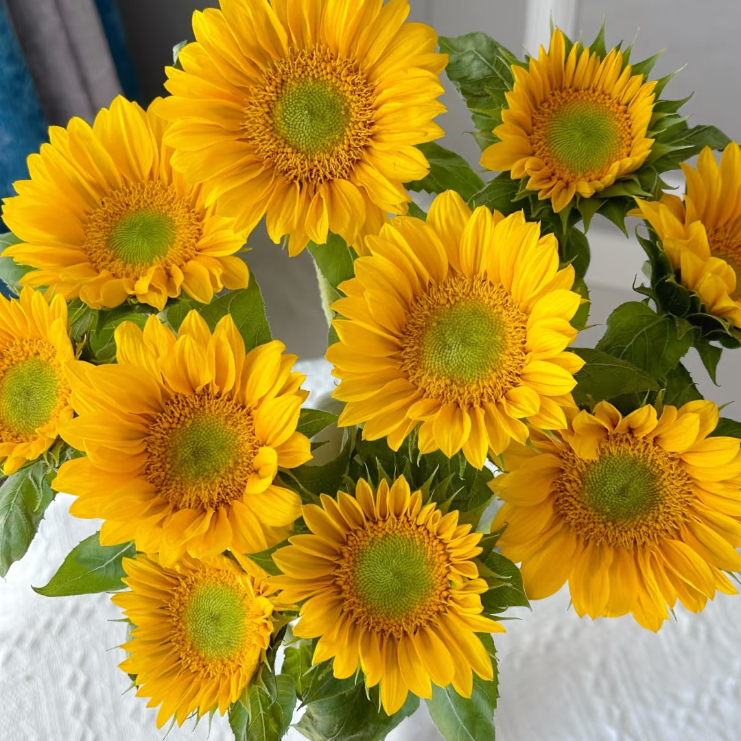 【绿心向日葵】盛夏花材懒人云南鲜花