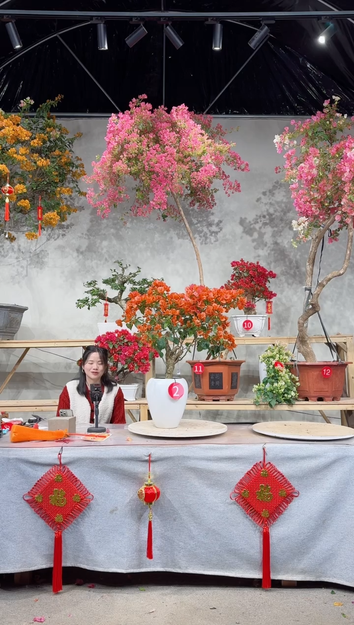 【闪购商品】盆景同安红