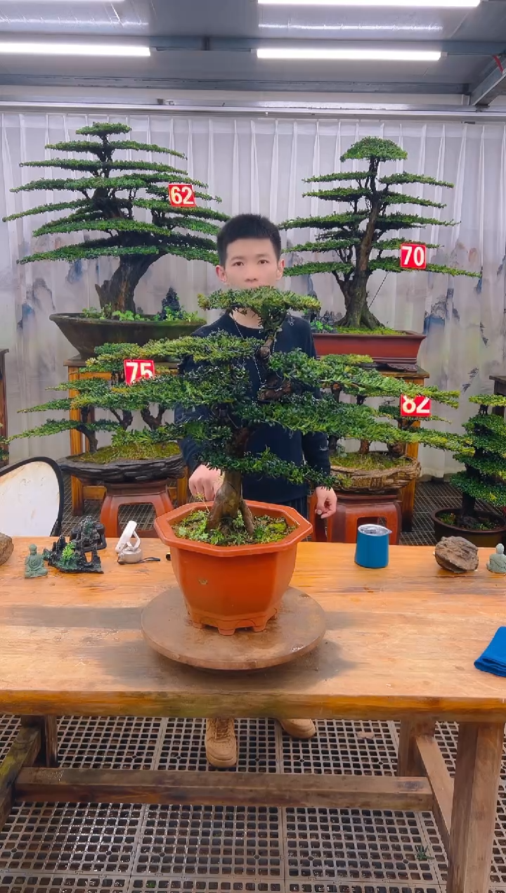 无花朵精品盆景直播间一物一拍
