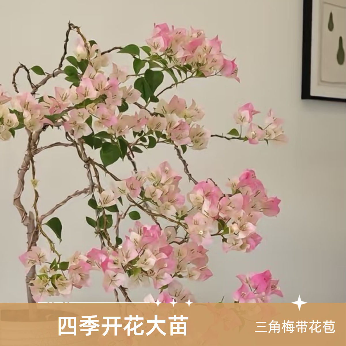 飘枝三角梅盆栽四季开花漳红樱马斯 老桩大苗带花苞花卉绿植
