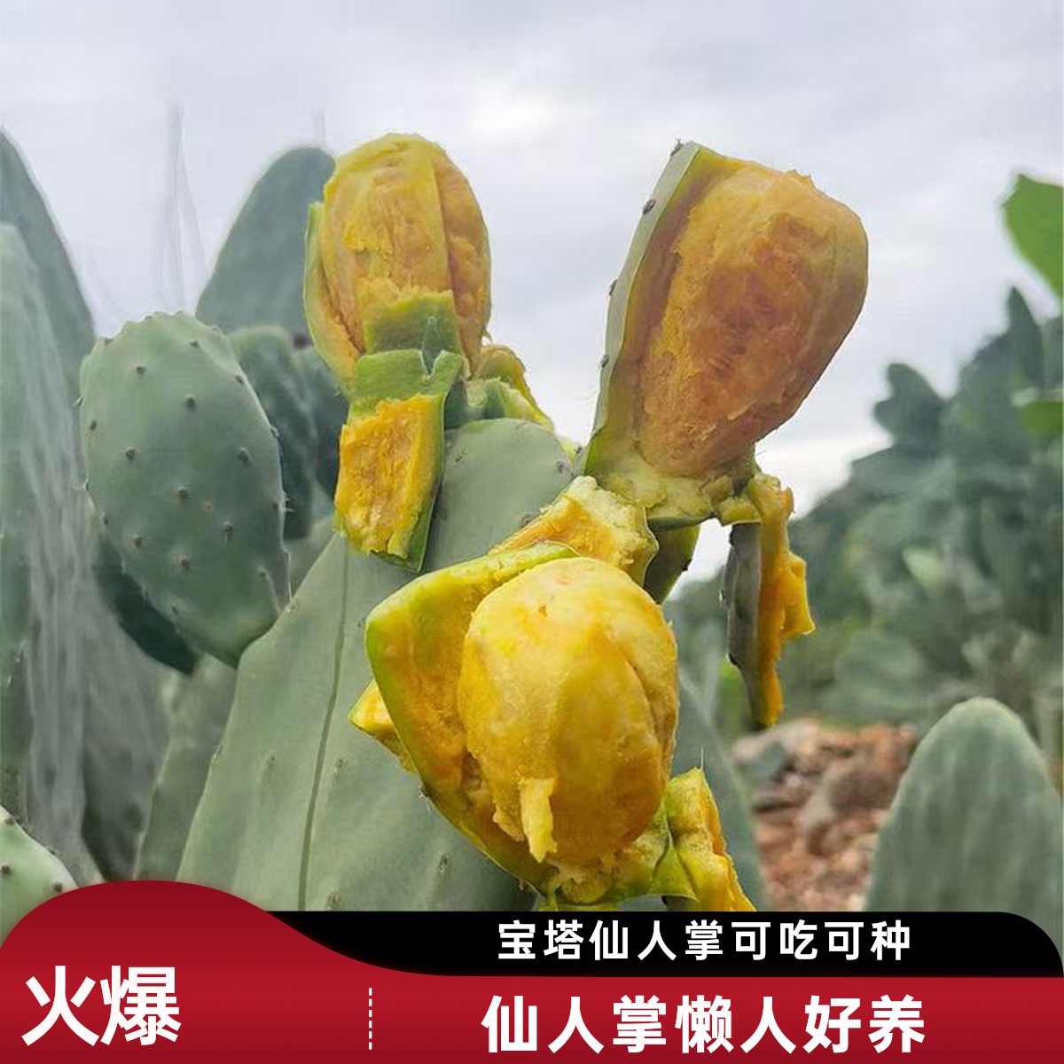 宝塔带根种植片可吃可种植懒人正宗类可仙人掌果树苗