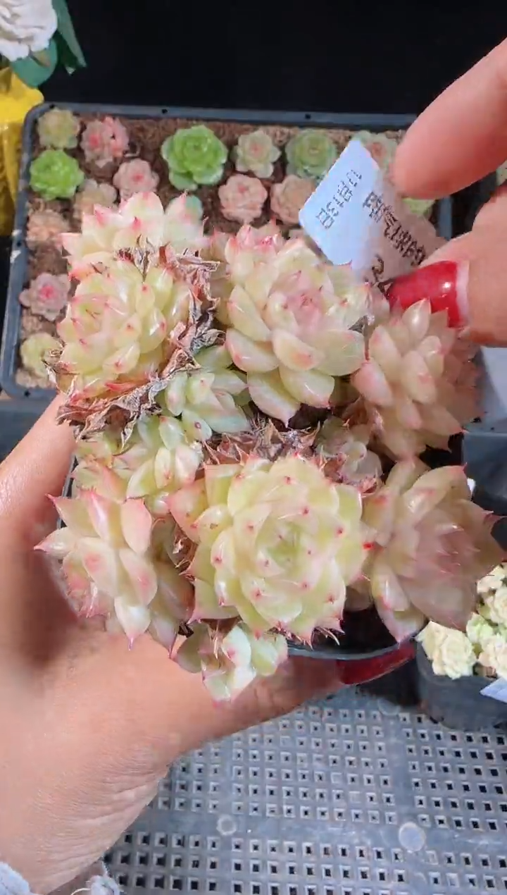 1113-342群生不包整