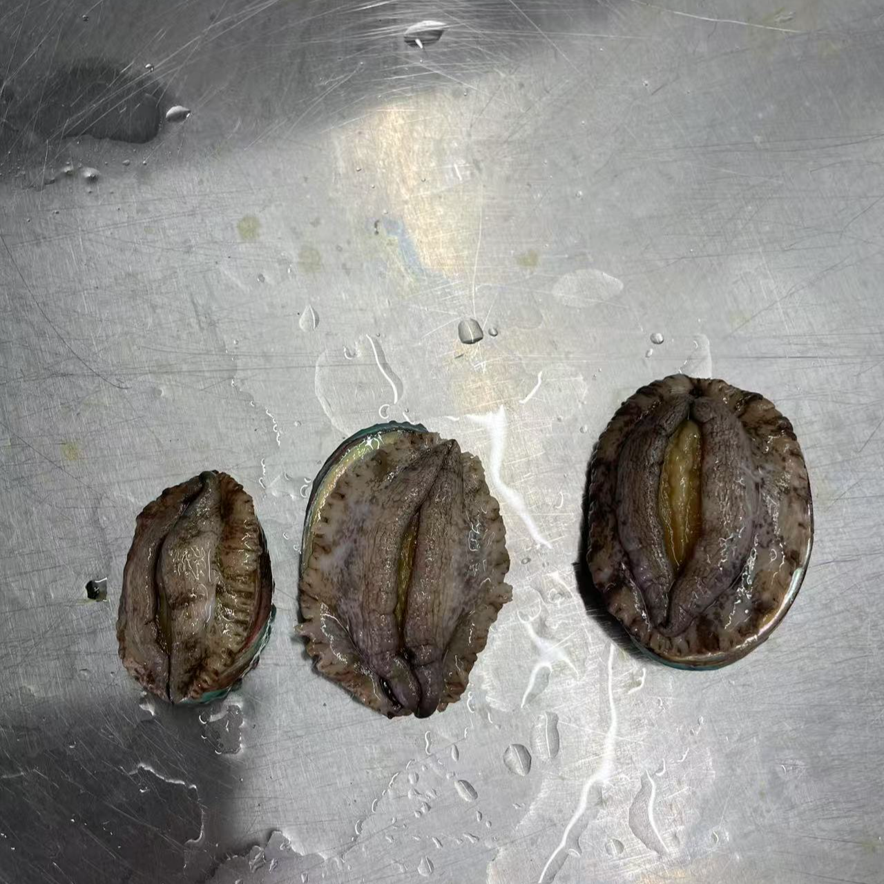 沈阳二平海鲜，大连鲍鱼6头-12头，10只起，保鲜保肥不保活