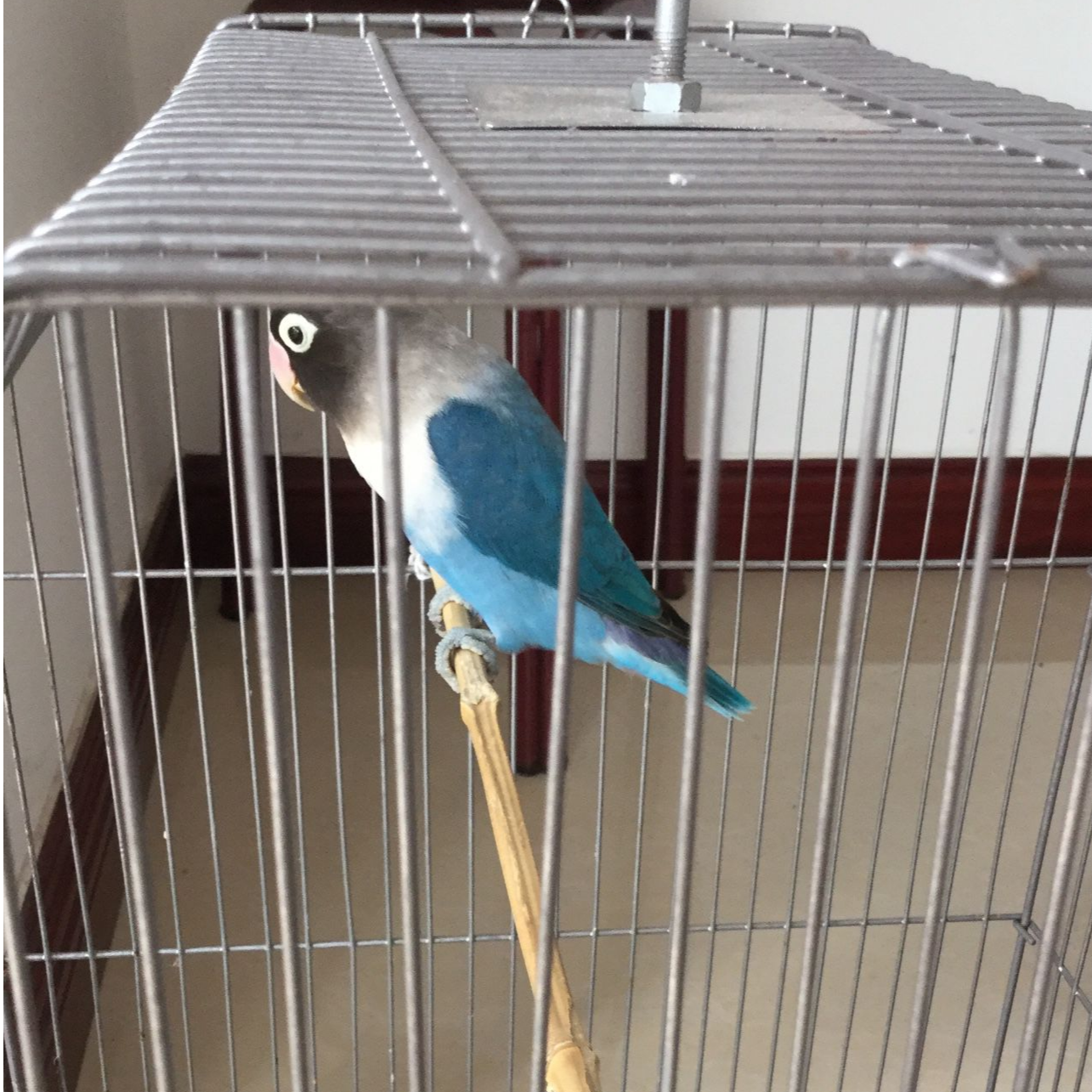 瑕疵牡丹鹦鹉宠物活鸟观赏鸟