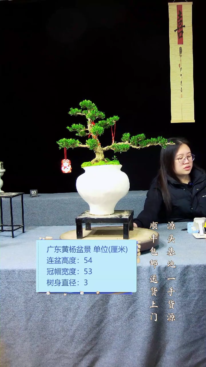 【闪购商品】黄杨盆景黄杨盆景