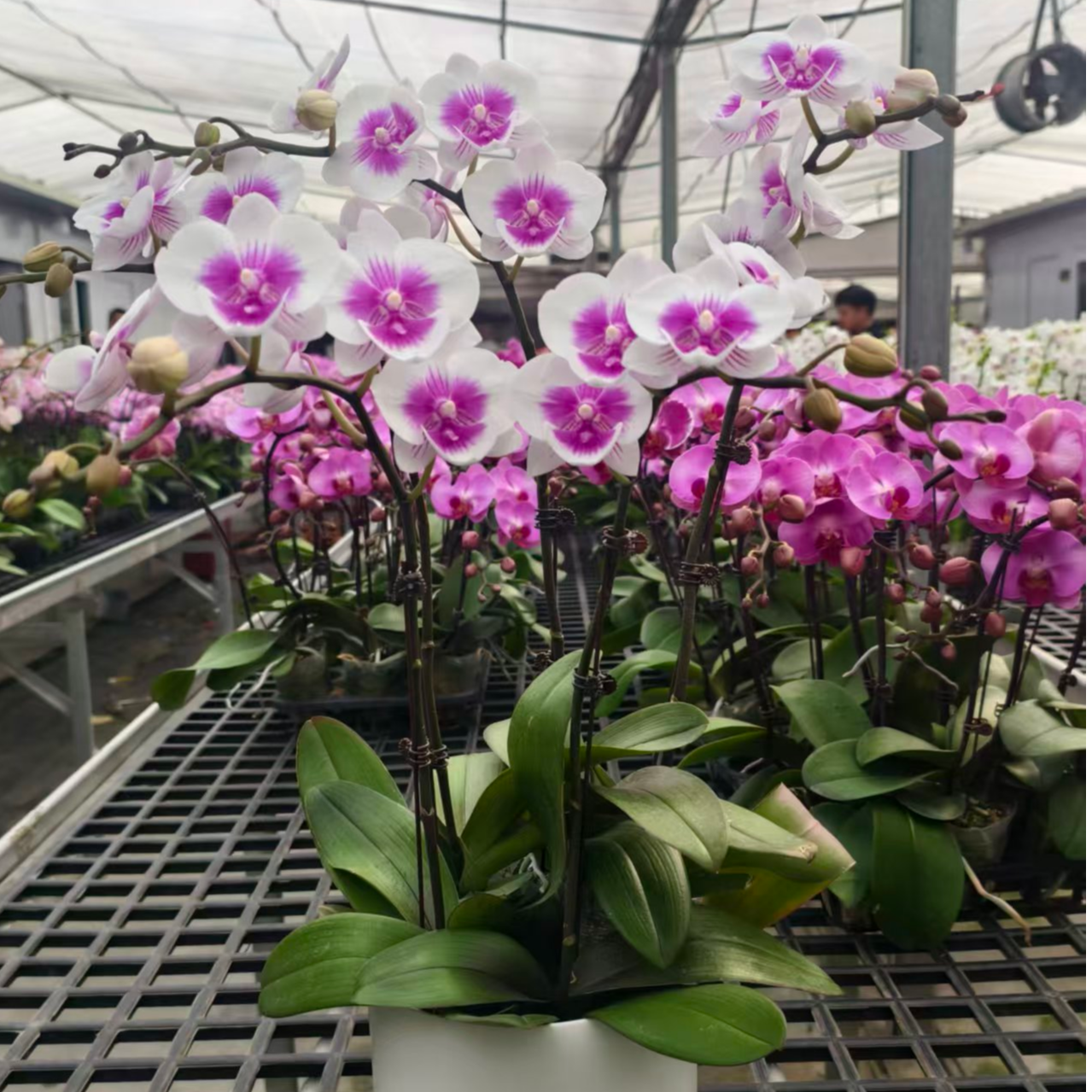 原色【凤凰鸟】蝴蝶兰带花苞基地直发.室内花.花期长.年花