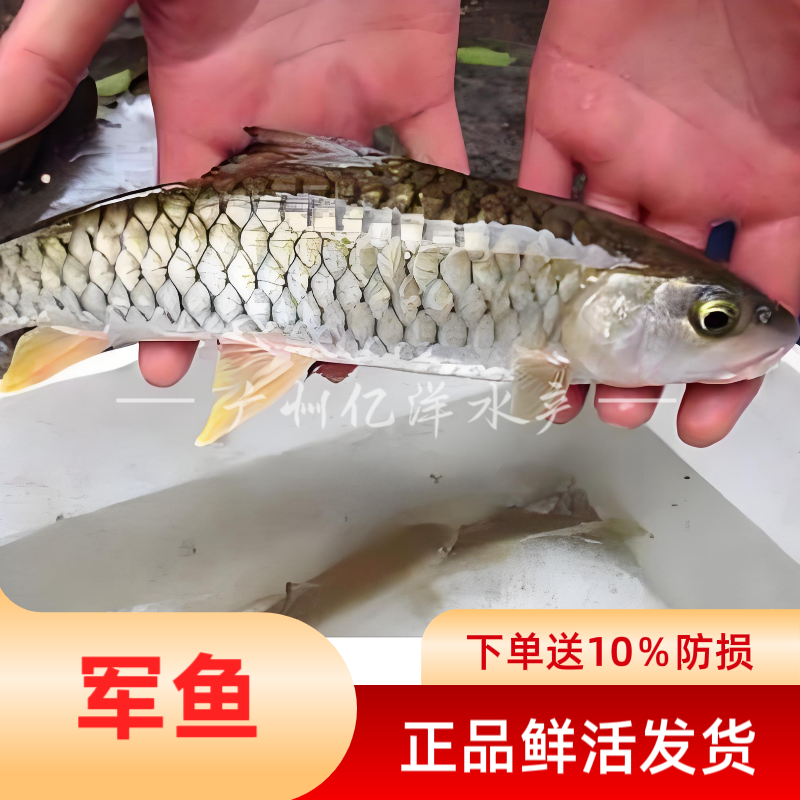 黄鳍军鱼冷水观赏鱼好养耐活路亚精灵原生溪流鱼