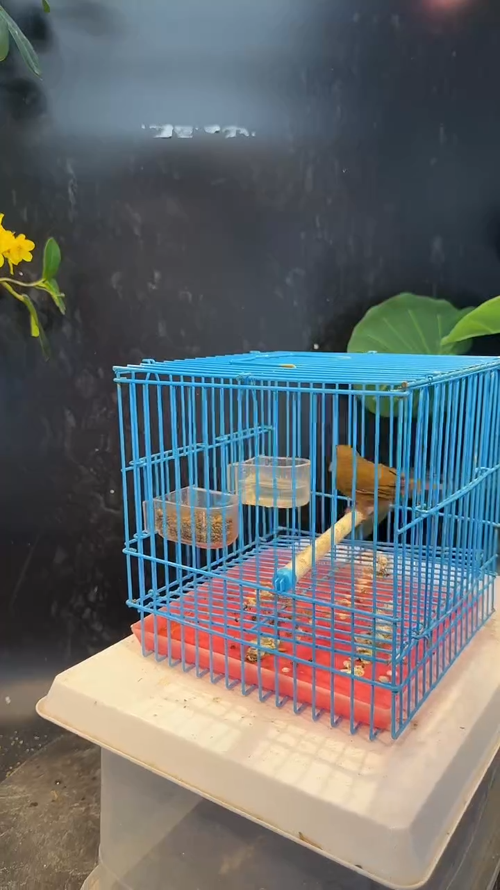 26号   白腹养笼1元起拍