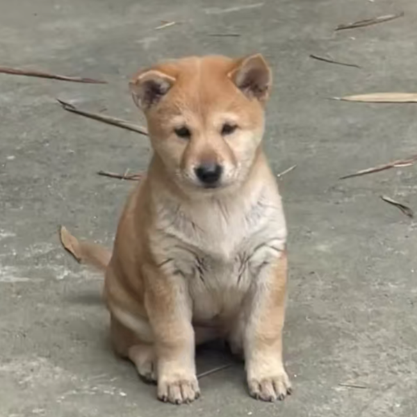 【广西土松犬】活体狗狗