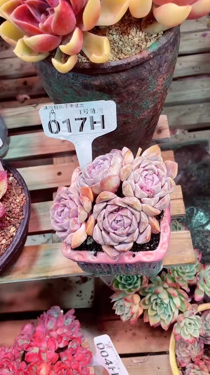 【闪购商品】017HHH