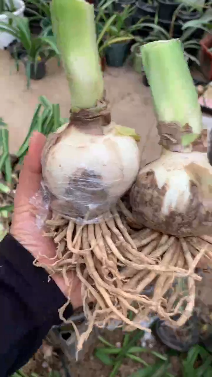 当前无花栽培后可以开花安吉拉7cm+