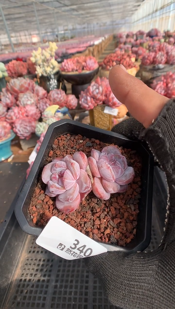 340星影一物一拍多肉植物