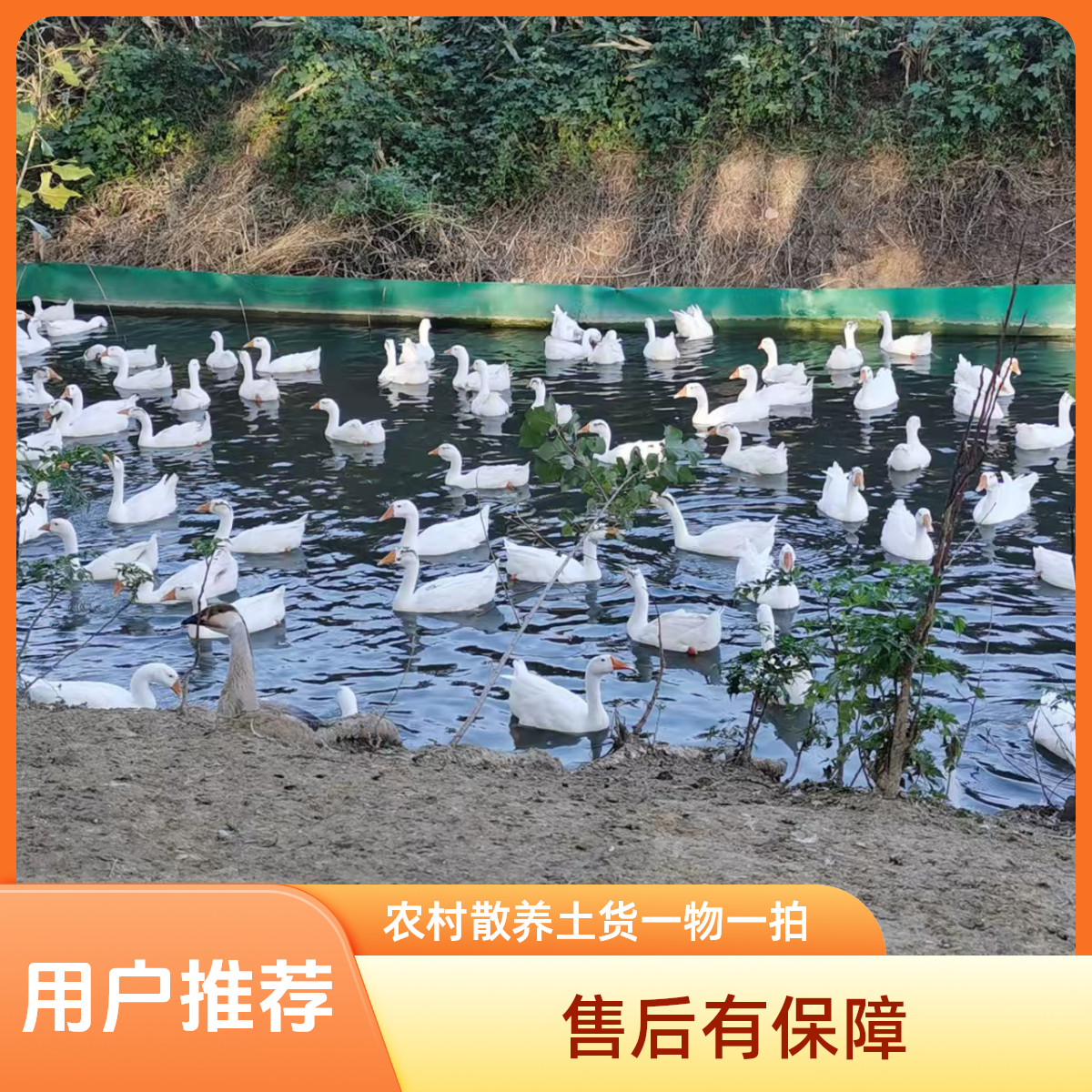 农家散养大白鹅整只售卖瘦肉多干净新鲜