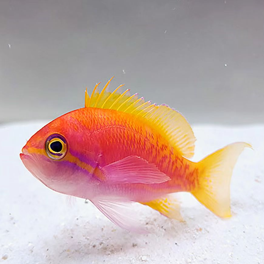 海水观赏鱼  双斑宝石 适合群游