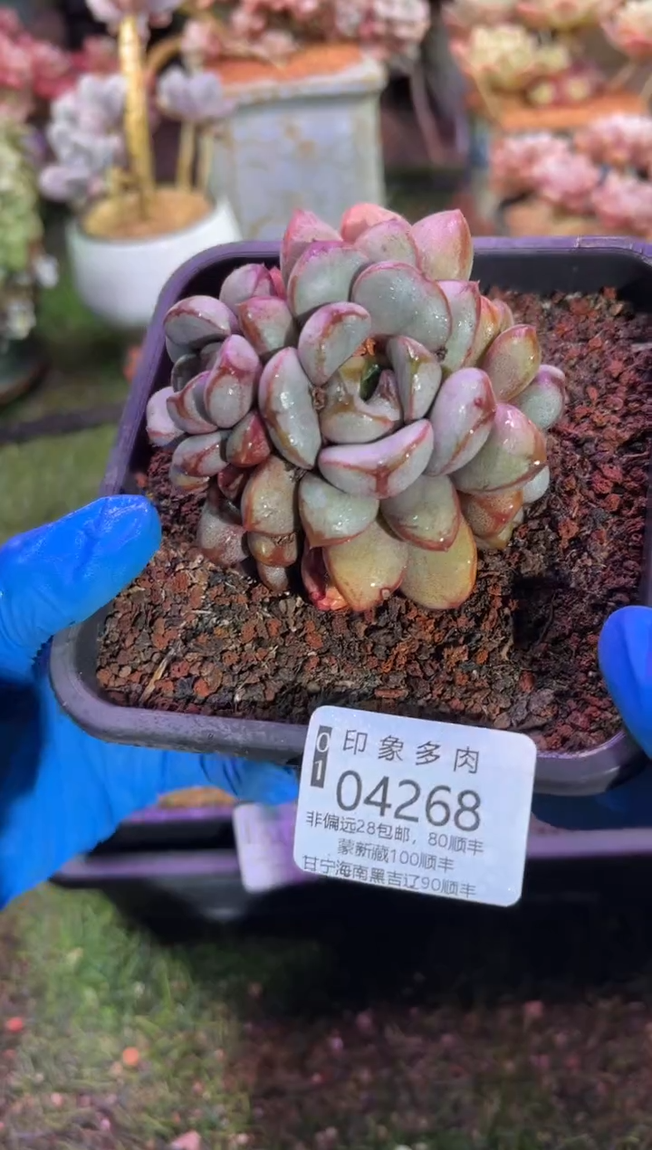 【闪购商品】04268