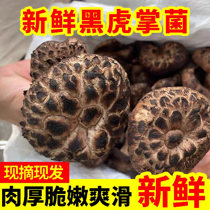 新鲜黑虎掌煲汤炒菜新鲜章子菌满嘴留香