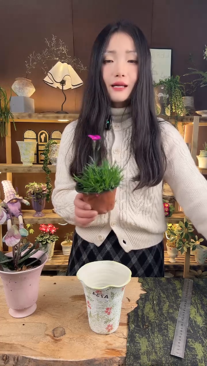 以实际为准930欧石竹育苗盆