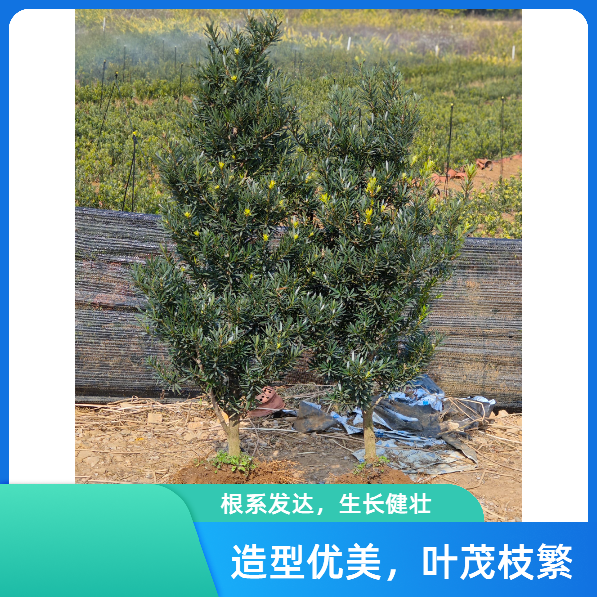 罗汉松直播间一物一拍小黎专属