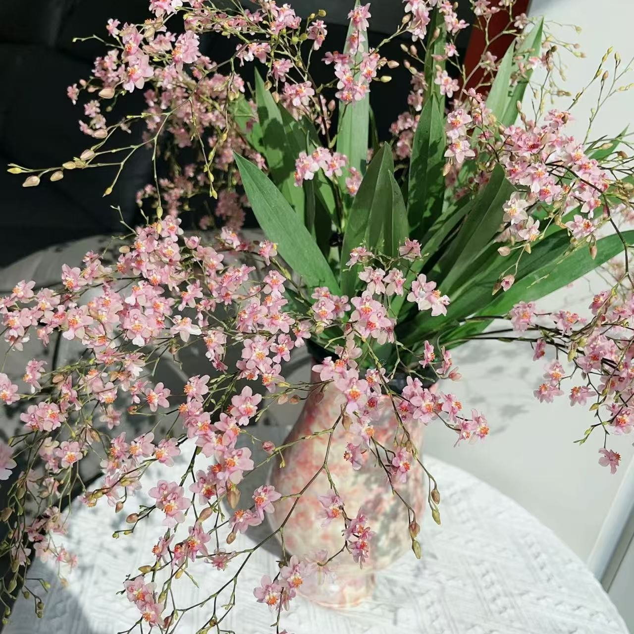 【梦香兰光宗】 5花剑起发 室内盆栽花卉绿植桌面好养