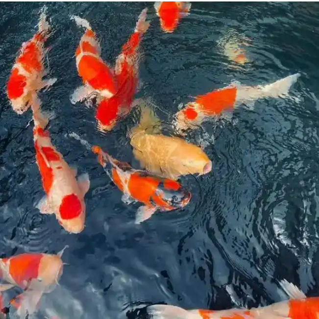 观赏鱼锦鲤淡水鱼红白三色昭和绯写不包邮