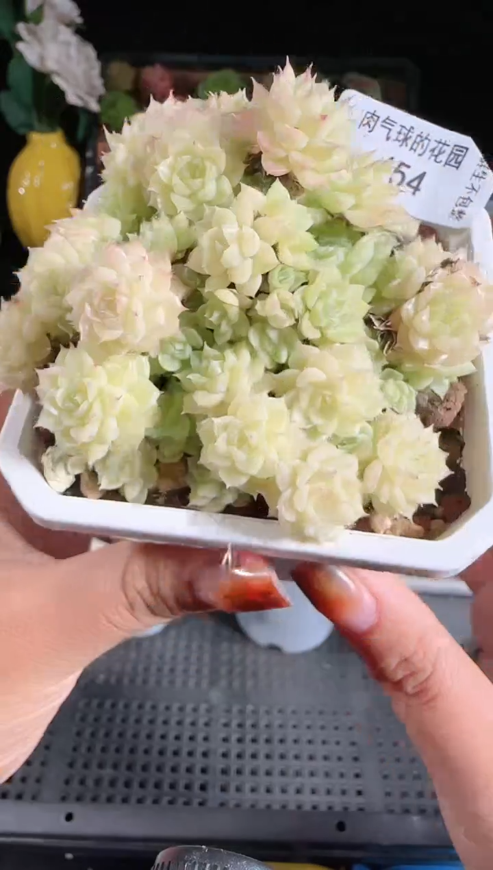 1117-454麦秆群生不包整