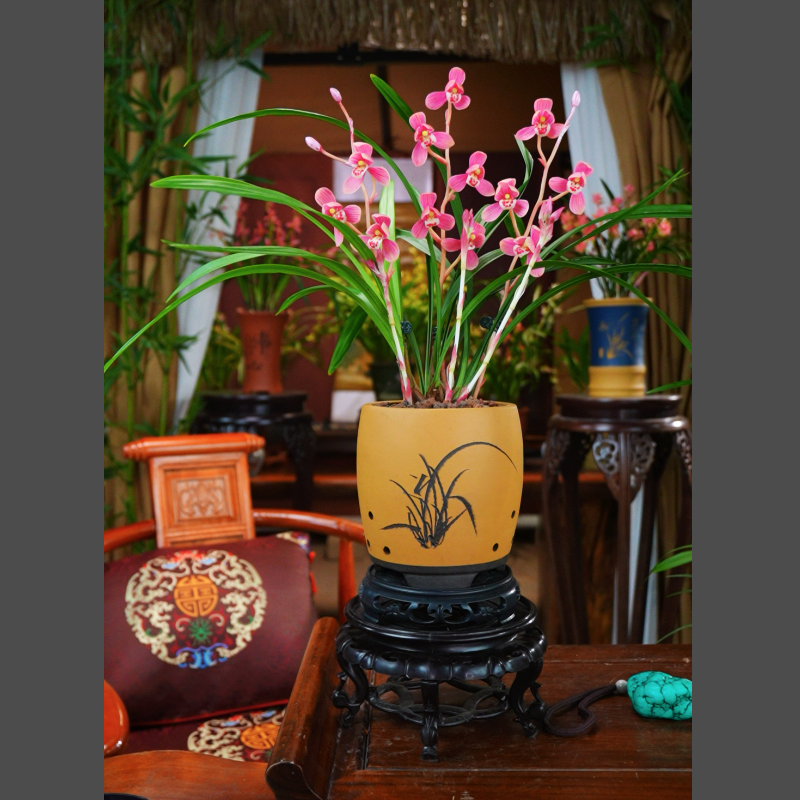 建兰荷瓣花【大唐芙蓉】带花苞配黄段泥紫砂盆种好名贵兰花室内好养