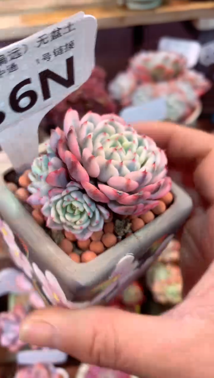 036N（一物一拍，精品多肉，所见即所得 ）