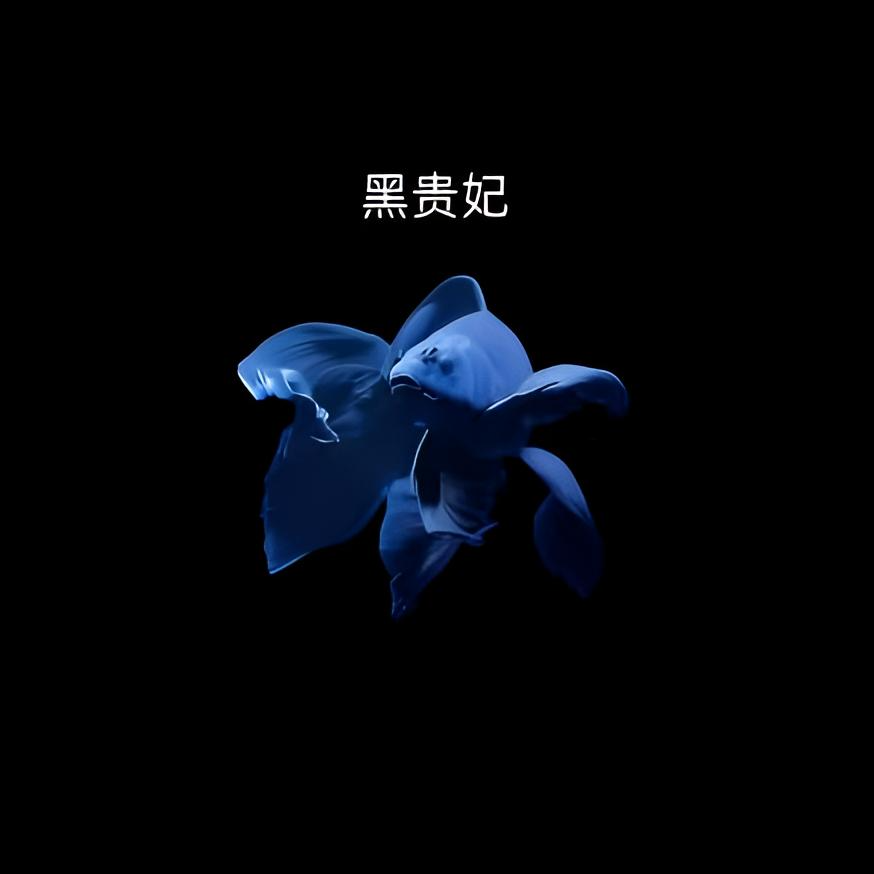  13-15墨蝶饲养混养发货好养养鱼蝴蝶鲤鱼