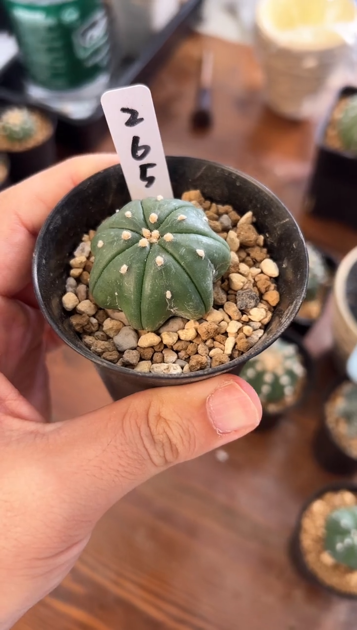 指纹海星实生编码265