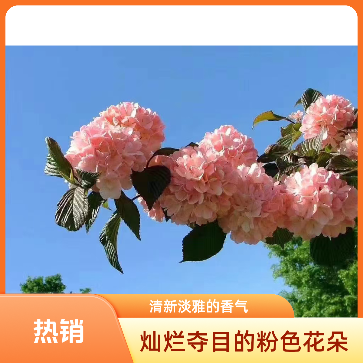 玫瑰达人 木本绣球，开花粉色。 一物一拍