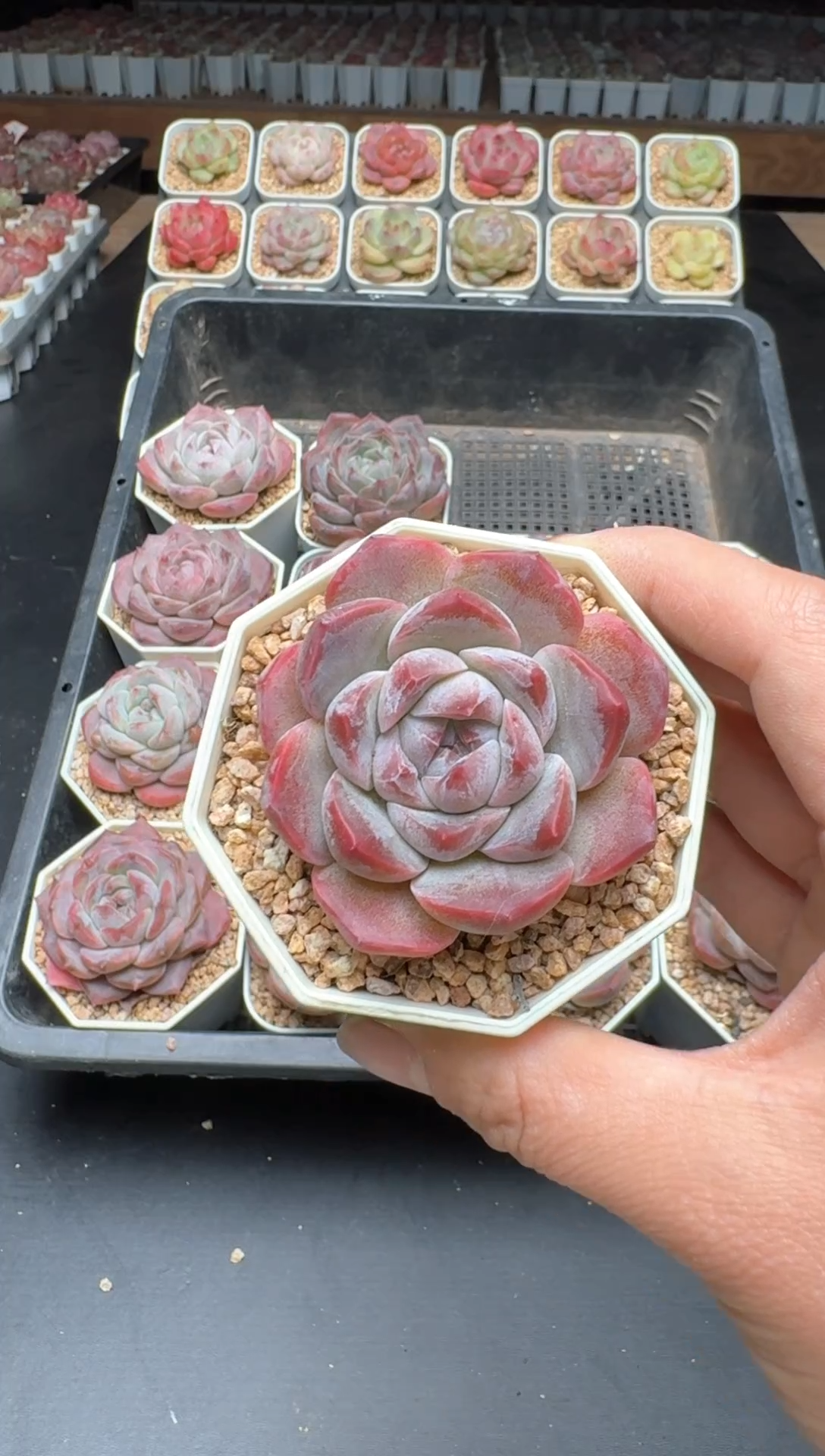 【闪购商品】667B物拍多肉带盆土6.5杯拍3颗包柚